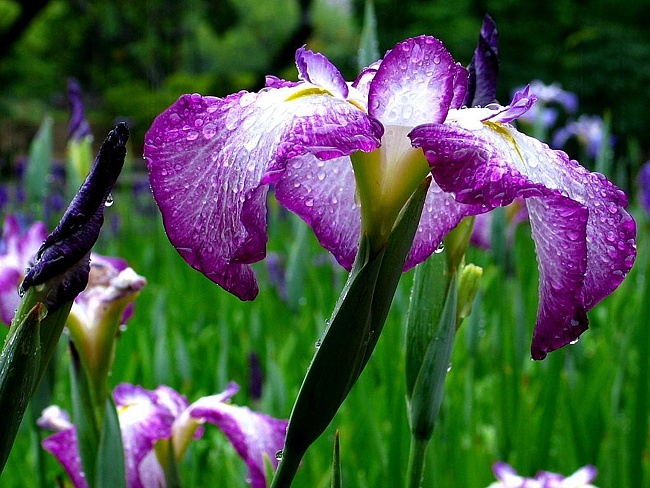 Размножение ирисов Размножение ирисов