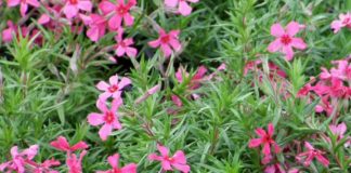 Когда рассаживать почвопокровные