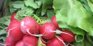 Горький вкус у редиса