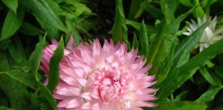 Рядом с какими цветами посадить в саду гелихризум?