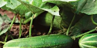 Как сохранить урожай свежих огурцов?