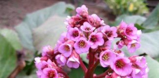 Выращивание бадана и хосты