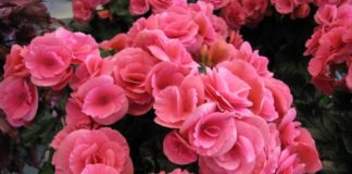 Зимний уход за бегонией