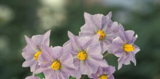 Как защитить всходы картофеля от заморозков?