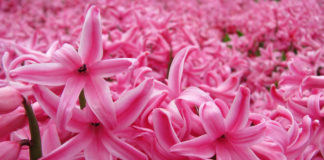 Возрождение гиацинтов