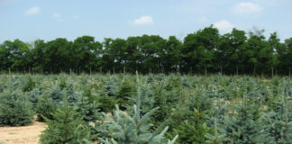 Нужно ли укрывать на зиму декоративные ели?