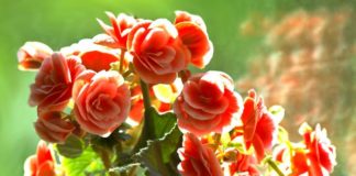 Проращивание клубней бегонии