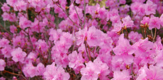 Нужно ли обрезать отцветшие побеги рододендрона?