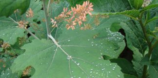 Уход за маклейей