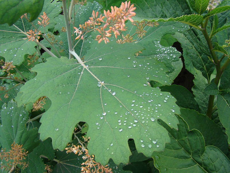 Уход за маклейей Уход за маклейей