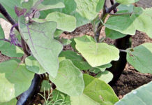 Как повысить урожайность баклажанов