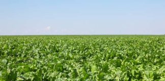 Почему свекла всходит пучками?