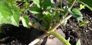 Выращиваем пастернак