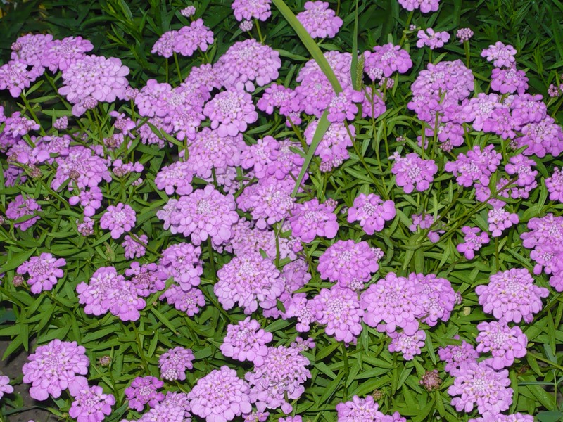 Не приживается иберис Не приживается иберис