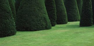 Затем на газоне прикатывают землю?