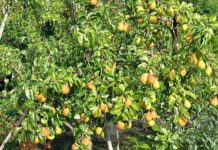 Болезни и вредители груш