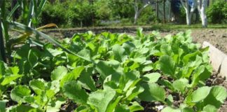 Сорт редьки Эртапишар и его особенности