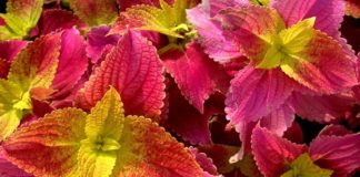 Зимнее выращивание рассады колеуса