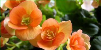 Высаживание семян клубневой бегонии