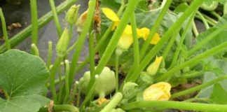 Надо ли удалять листья у патиссона?