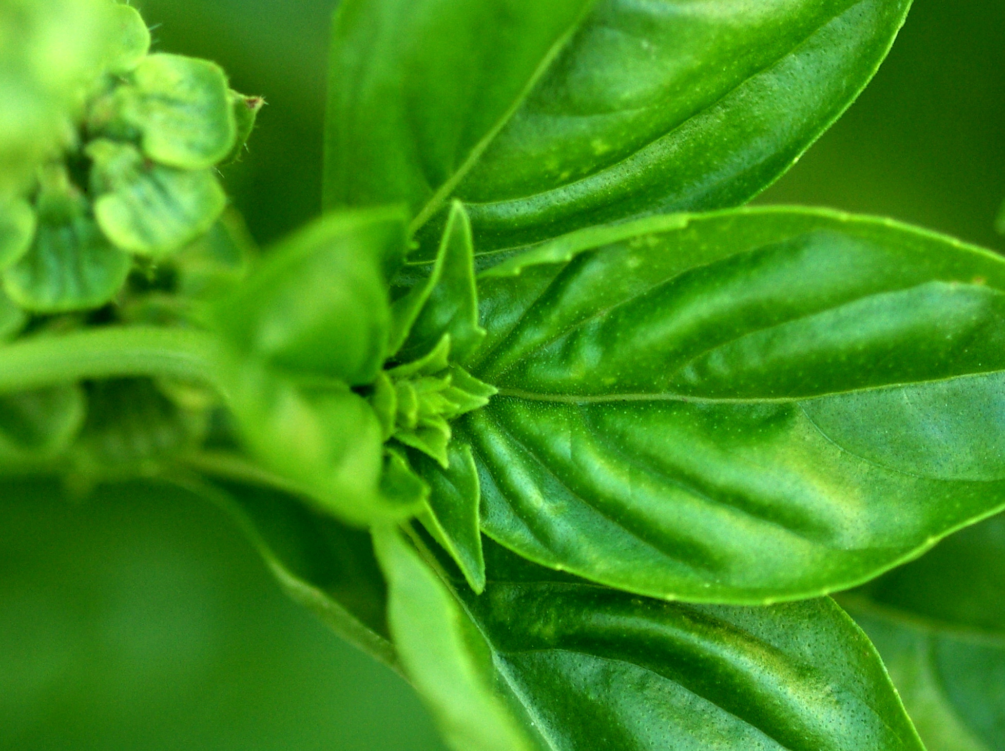 Какие оттенки запаха у базилика Какие оттенки запаха у базилика