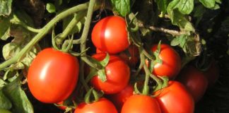 Какие сорта томата завязывают плоды в экстремальных условиях?