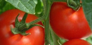 Какие сорта томата можно выращивать в открытом грунте средней полосы?