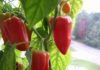Какие сорта перца сладкого лучше выращивать в теплице?