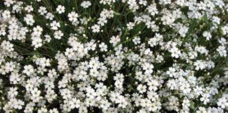 Как посеять цветы на подпорной стенке?