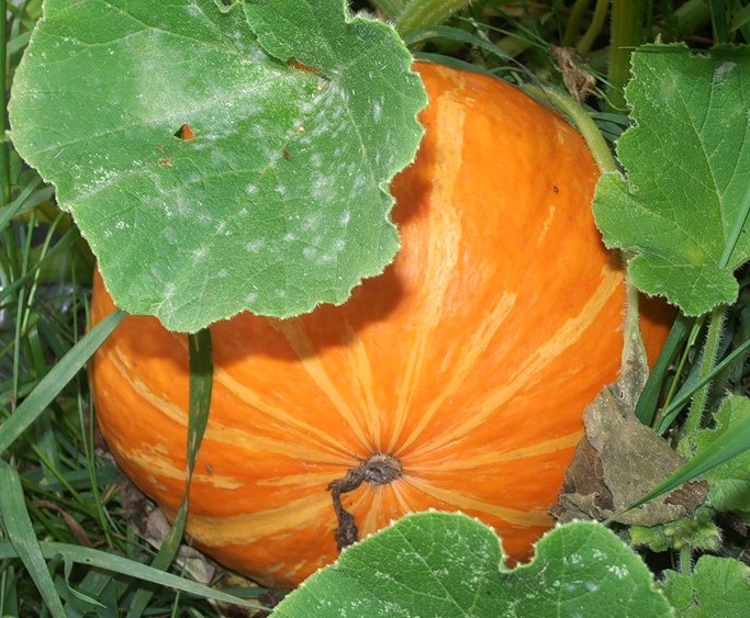 Как заготовить тыкву впрок? Как заготовить тыкву впрок?