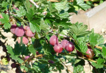 Болезни и вредители крыжовника