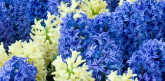 Зимнее цветение гиацинтов