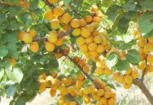 Болезни и вредители абрикосов