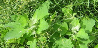 Лебеда садовая