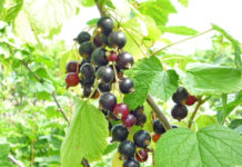 Болезни и вредители смородины