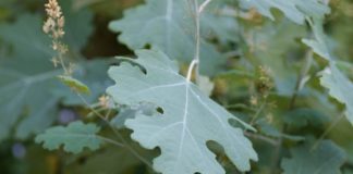 Размножение маклейи