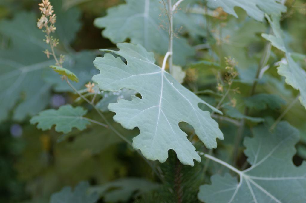 Размножение маклейи Размножение маклейи