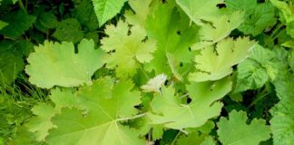 Что за растение маклейя?