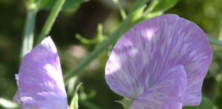 Высаживание душистого горошка в цветник