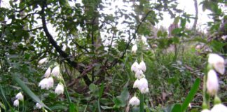 Какие выдерживающие засуху почвопокровные растения можно высаживать на теневом участке?