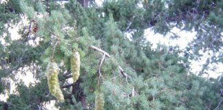 Как зимуют лжетсуги