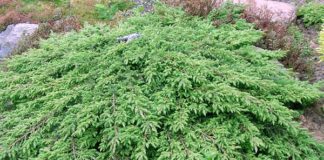 Какие растения посадить, чтобы сад выглядел красивым не только летом, но и зимой?