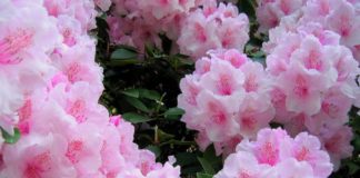 Как сохранить зимой рододендроны?