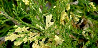 Можжевельник порыжел