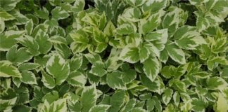 Сныть бело-пестрая