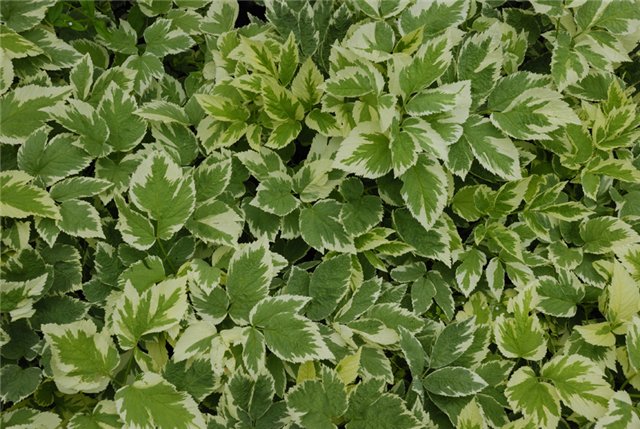 Сныть бело-пестрая Сныть бело-пестрая