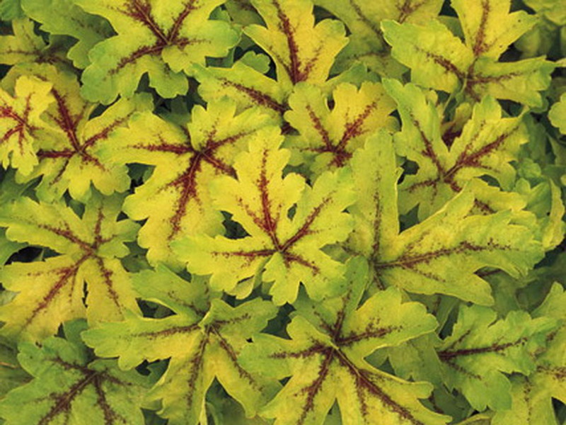 Раннее цветение гейхеры Раннее цветение гейхеры