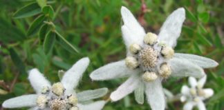 Эдельвейсы в средней полосе