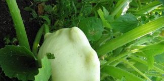Когда снимают урожай патиссона?