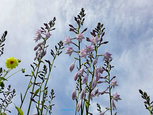 Цветы на фоне неба и облаков (фото) Цветы на фоне неба и облаков (фото)